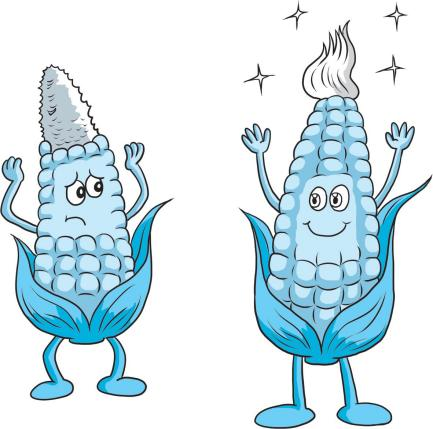 【科学种植百问百答】玉米果穗为什么会秃尖？怎么预防？