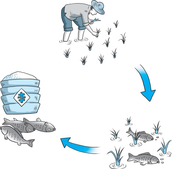 【科学种植百问百答】稻田养殖有哪些方式方法？