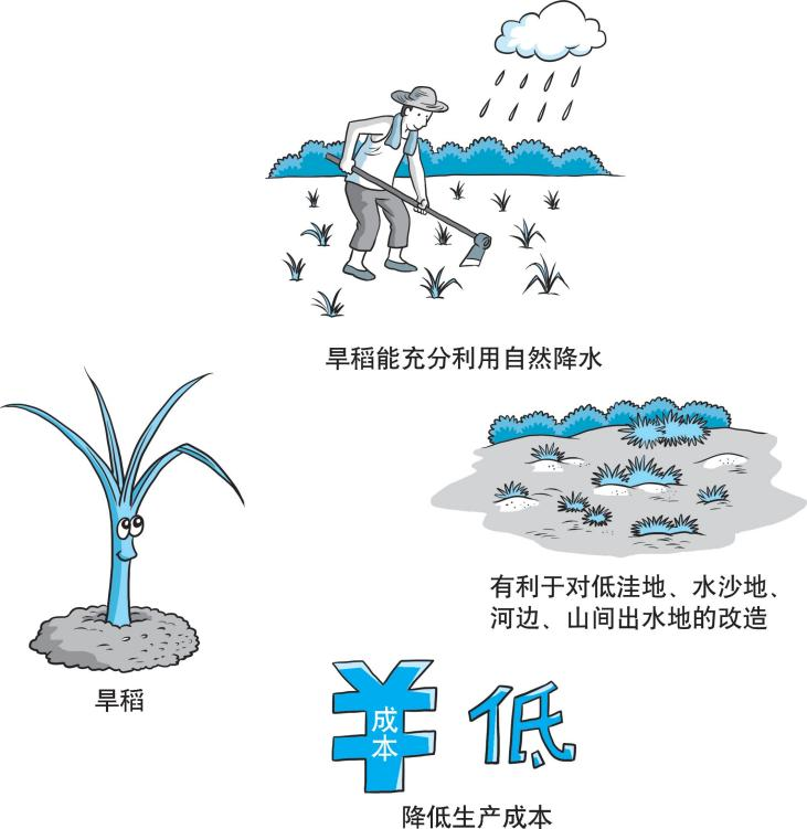 【科学种植百问百答】什么是旱稻？旱稻栽培有什么特点？