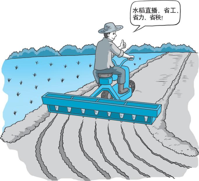 【科学种植百问百答】水稻直播栽培能高产吗？