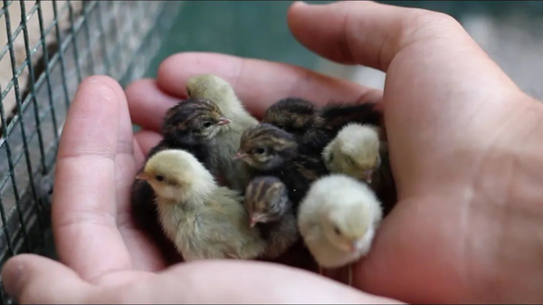 实现“吃蛋自由”？“世界上最小的鸡”芦丁鸡的养殖技术来了