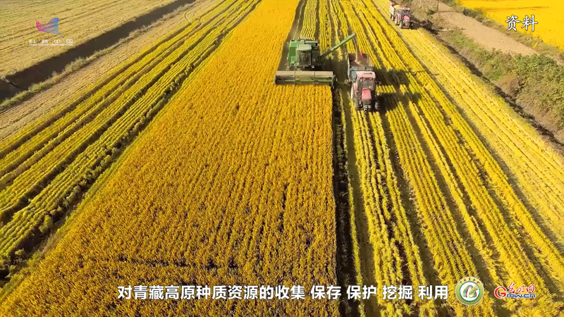 【对话农业专家】王舰：建立青藏高原种质资源库 守好世界第三极“农业芯片”