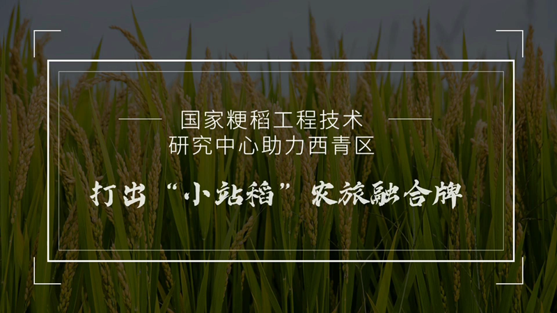 国家粳稻工程技术研究中心助力西青区打出“小站稻”农旅融合牌