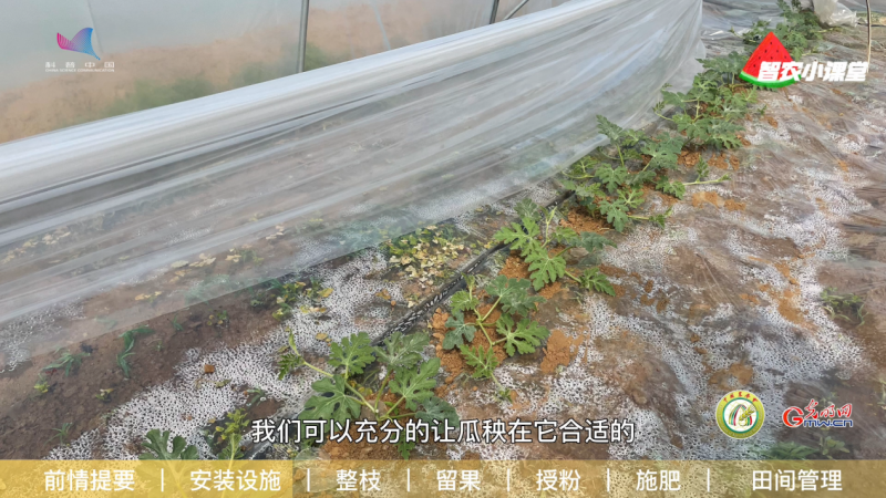 【科普中国智惠农民】种植设施西瓜如何科学坐瓜授粉？农艺师详解