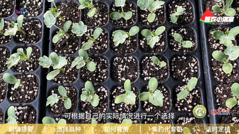 【科普中国智惠农民】设施西瓜如何实现高效栽培？农艺师：选择良种是重中之重