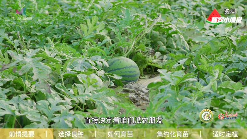 【科普中国智惠农民】设施西瓜如何实现高效栽培？农艺师：选择良种是重中之重