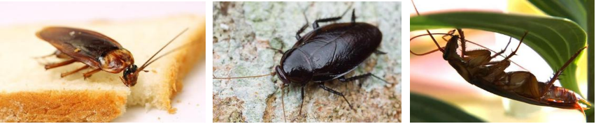 蟑螂竟是外来入侵物种？拉丁蠊新种“小强”有何不同？