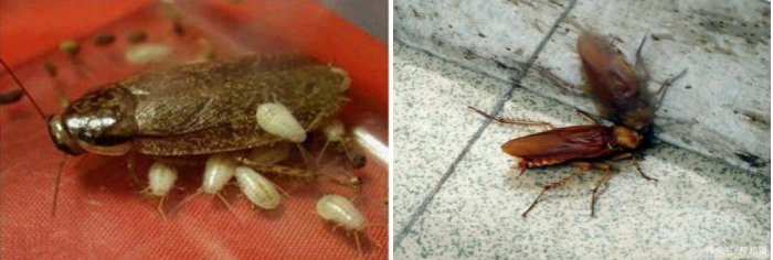 蟑螂竟是外来入侵物种？拉丁蠊新种“小强”有何不同？