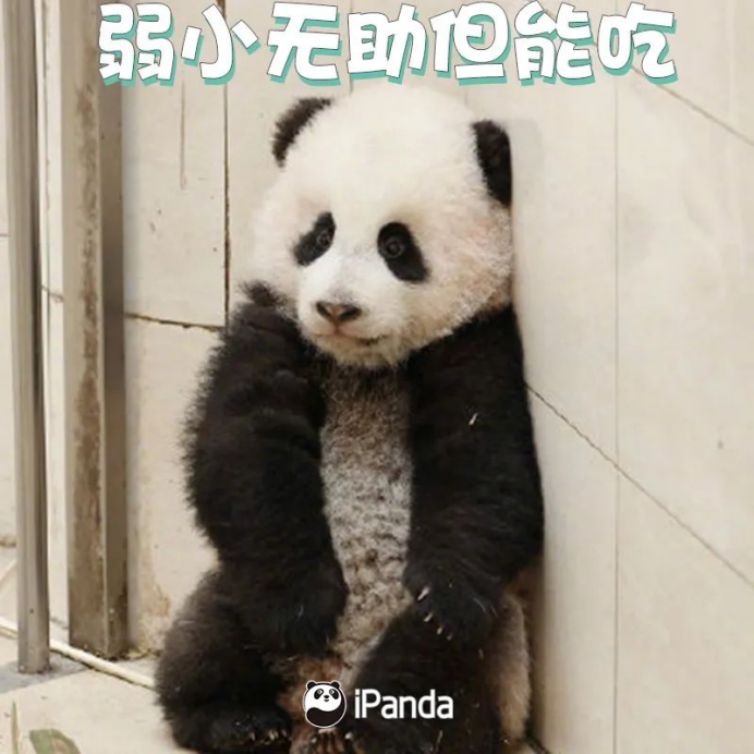 京京、四海在卡塔尔掀起“熊猫热”，你了解多少大熊猫的“小秘密”？
