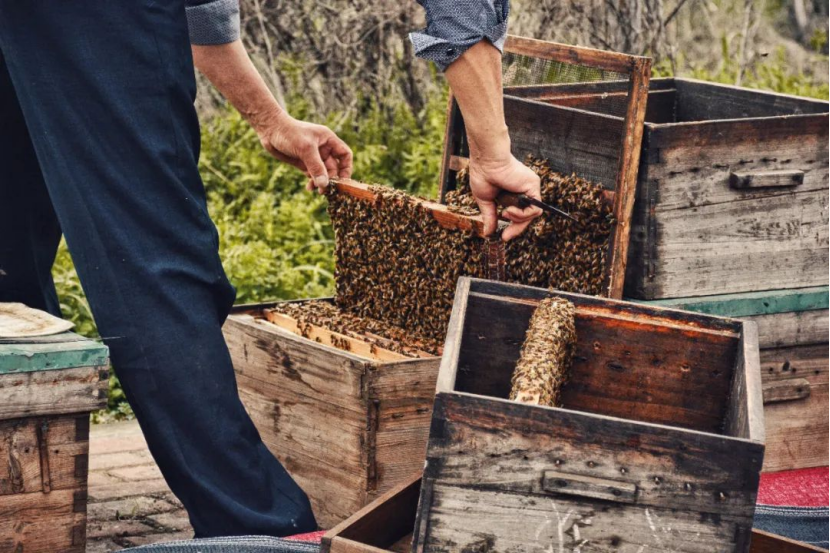 五十年来寿命减少一半！蜜蜂消失会导致人类灭绝吗？