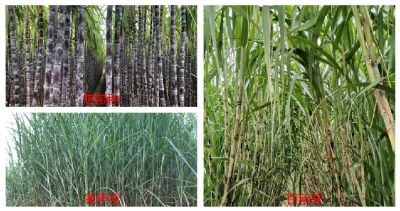 智惠农民 | “百年蔗”——甘蔗属中国种的传奇