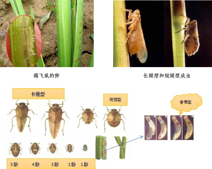 【智惠农民】虫口夺粮！防治臭名昭著的水稻害虫——褐飞虱