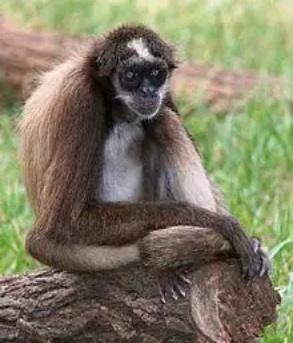 “恐怖白脸猴”长相炸裂震惊网友，没想到它的远亲更奇葩！