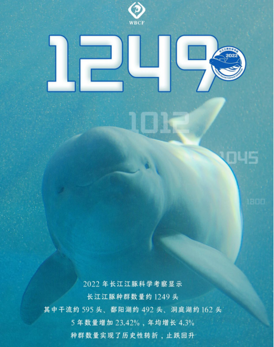 长江江豚回升至1249头！这群微笑天使比大熊猫还珍稀
