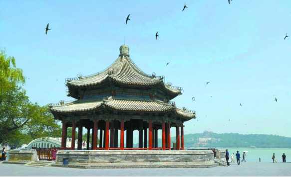 国际爱鸟日 | 有多少北京鸟儿今天过节？