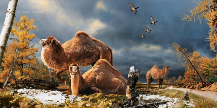 最早的骆驼只有兔子大小？一文读懂骆驼的进化史