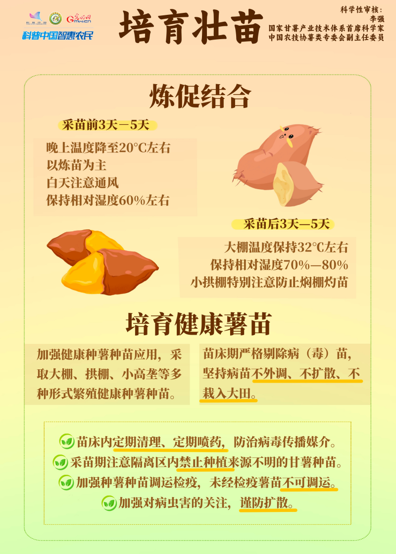 一图读懂：甘薯育苗扦插生产技术指导意见