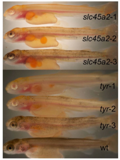 合成生物学：水产育种发展的“助推器”