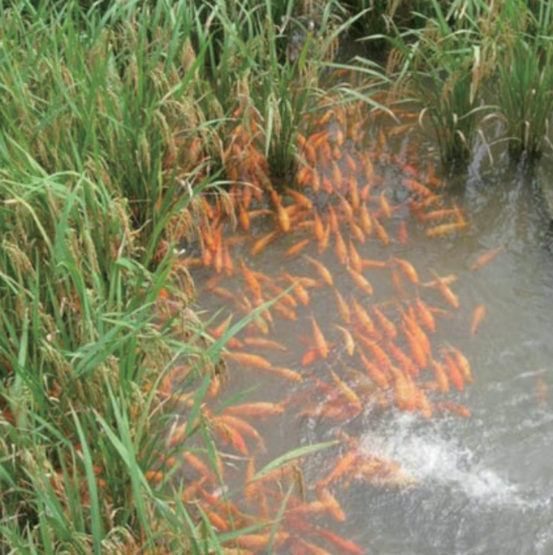 生态经济双丰收：从古老的稻田养鱼到现代的稻渔综合种养