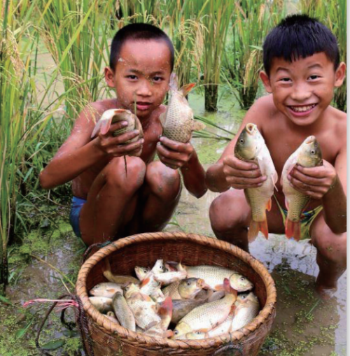 当“稻”遇上“渔”，探索生态农业的多种可能性