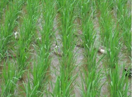 稻田种养“万花筒”：原来这些水产品都能在稻田里养