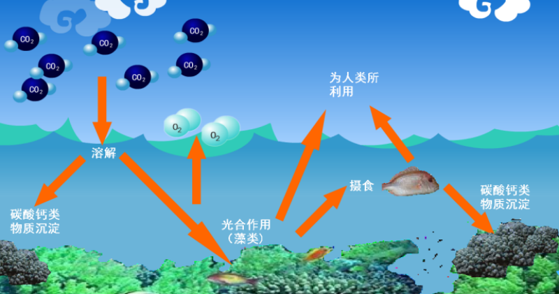 【世界海洋日】现代海水养殖模式——在海洋中“放牧”