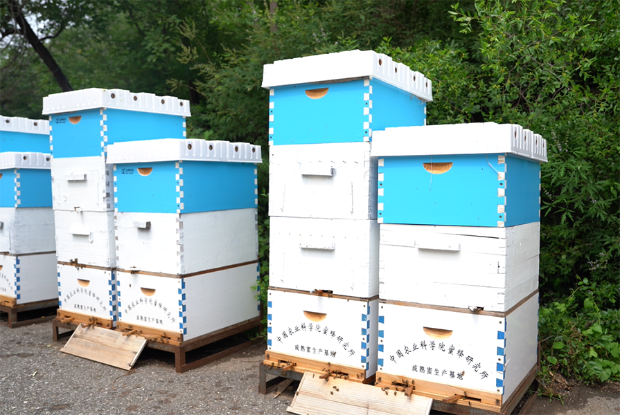 让蜜蜂安静酿好蜜！专家解读蜂蜜生产新模式、新技术