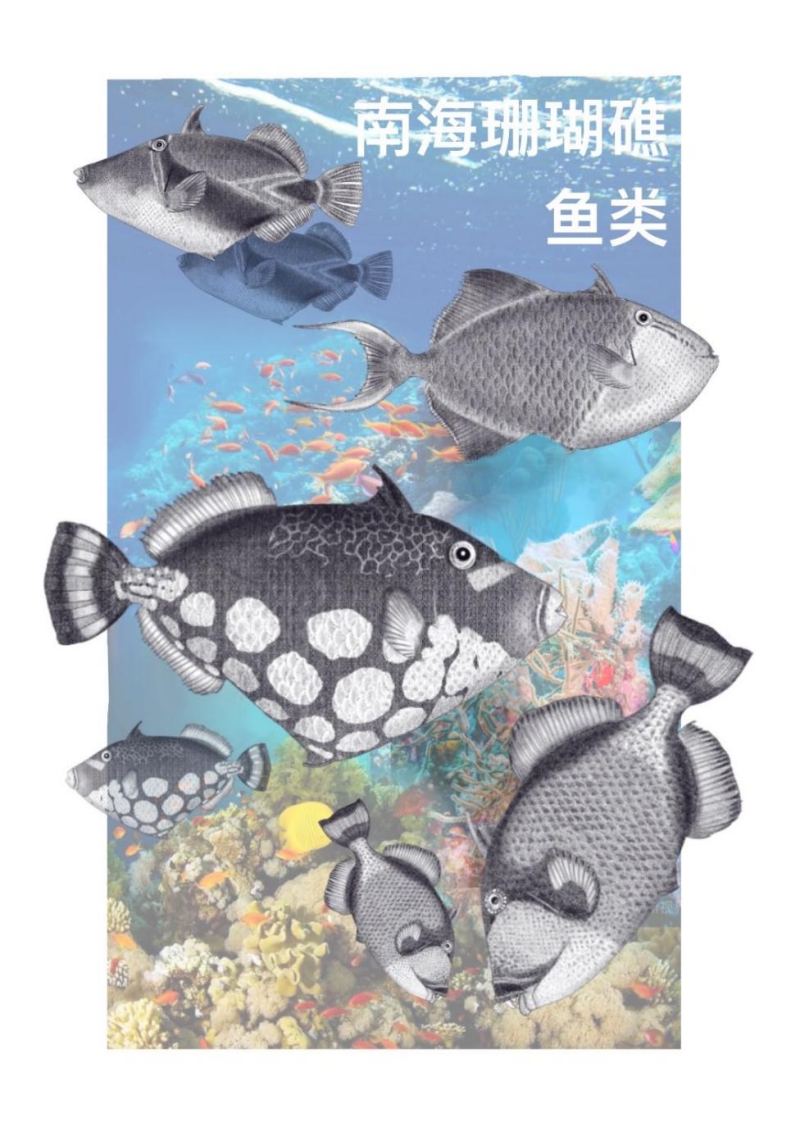 【光明博物绘】“画鱼”有门道——以南海珊瑚礁鱼类为例