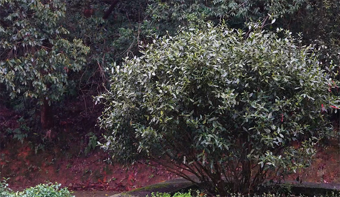 【智惠农民】种子的力量：揭秘国家茶树种质资源圃的“宝藏基因”