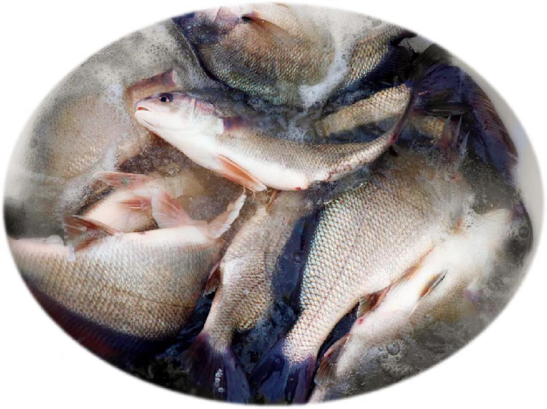 淡水鱼VS海水鱼：淡水也可养殖“大黄鱼” 科技带来美味新选择