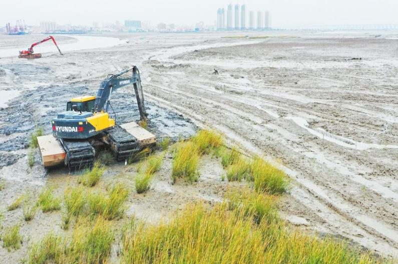 沿海滩涂湿地的烦恼——互花米草