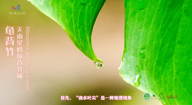 【热作科普】潮湿环境中依然保持活力？热带植物的“防水武器”竟是它！