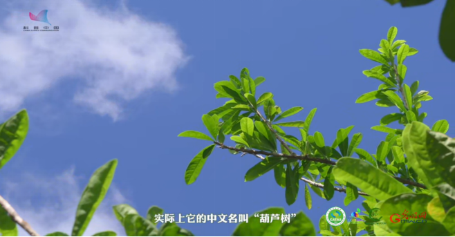 【热作科普】葫芦树上长出“铁西瓜”！植物界的“多面手”究竟有多强大