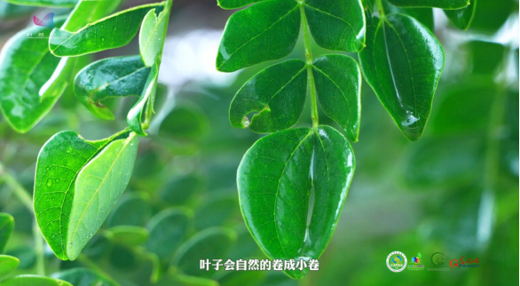 【热作科普】植物也能预测天气？揭秘“绿色雨伞”背后的生态奥秘