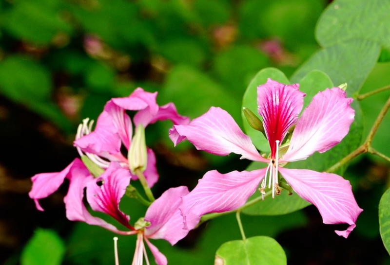 【热作科普】香港区花“紫荆花”与“羊蹄甲”有何关系？