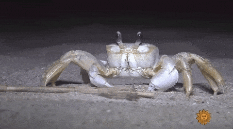 什么！？你吃的螃蟹其实是“假螃蟹”？