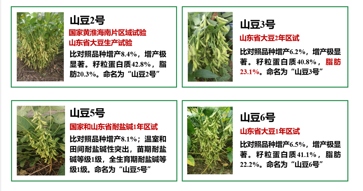【大国粮策】你早餐豆浆里的大豆，可能是盐碱地上长出来的