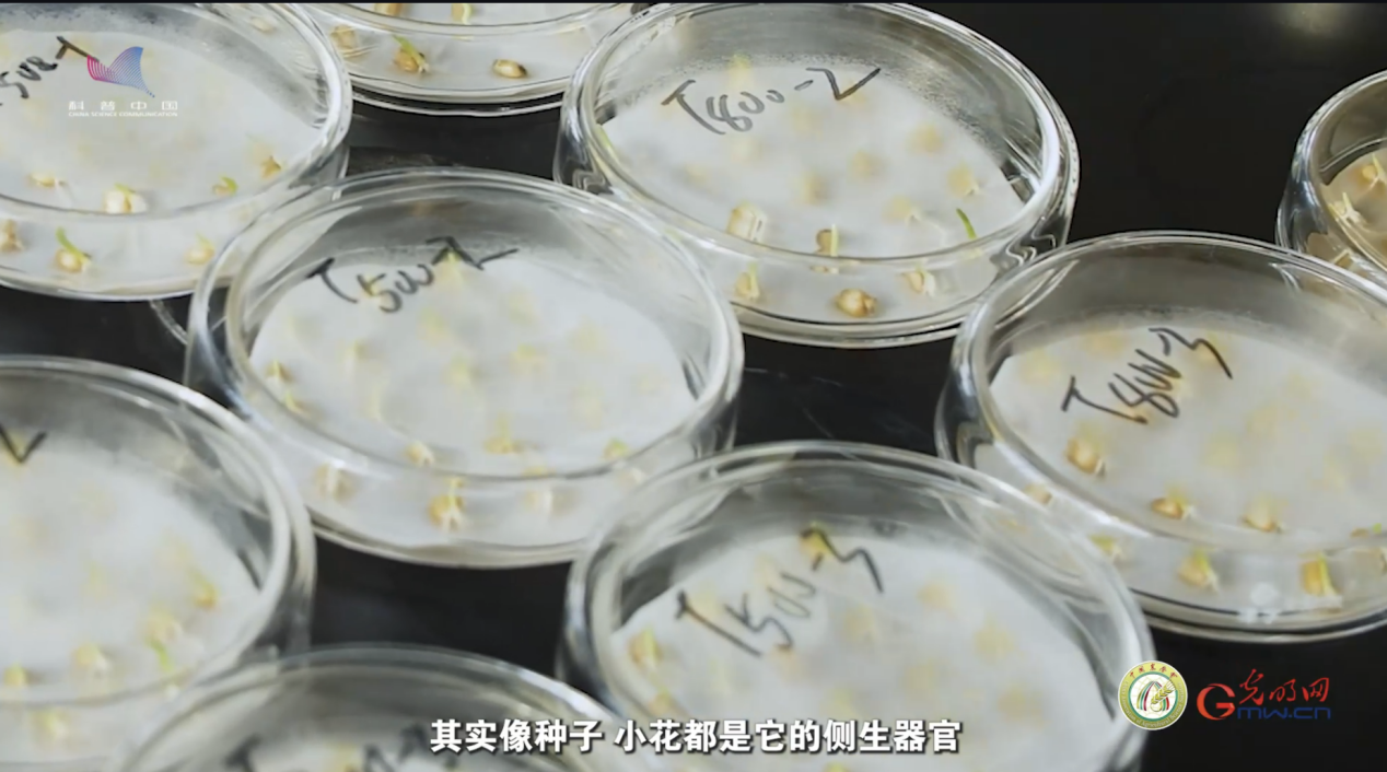 【大国粮策】是什么让果树“逆生长”，玉米籽粒翻倍？科学家解锁植物干细胞