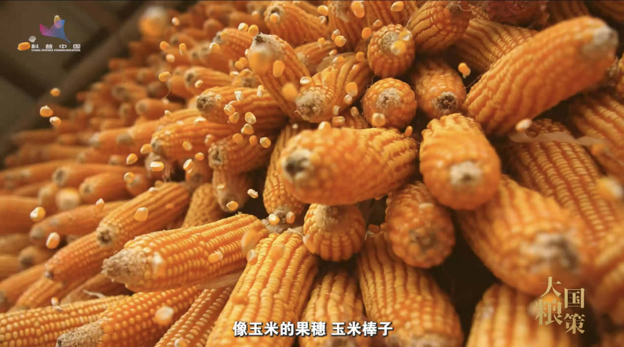 【大国粮策】是什么让果树“逆生长”，玉米籽粒翻倍？科学家解锁植物干细胞