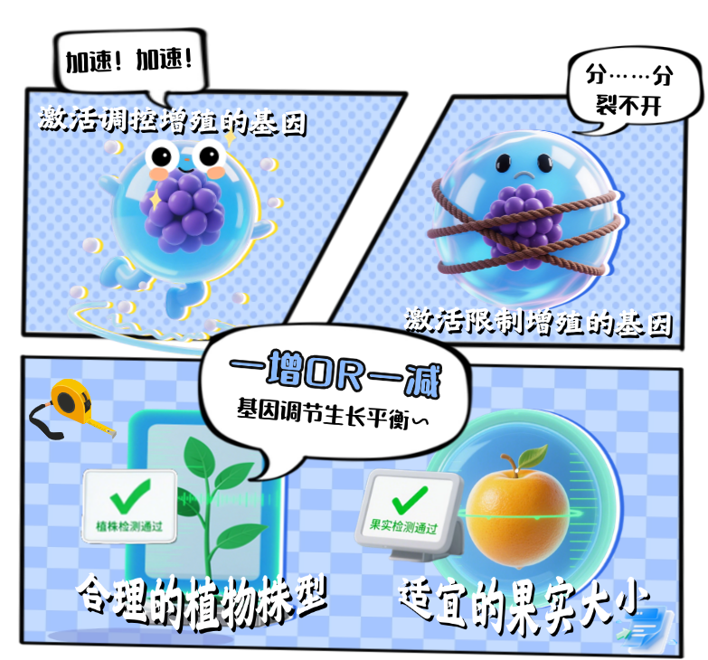 【大国粮策】植物生长的“主开关”：干细胞如何掌控开花结果？