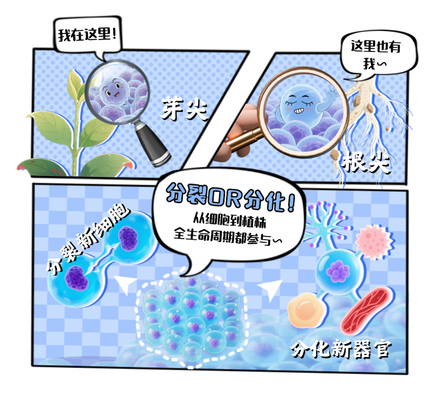 【大国粮策】植物生长的“主开关”：干细胞如何掌控开花结果？