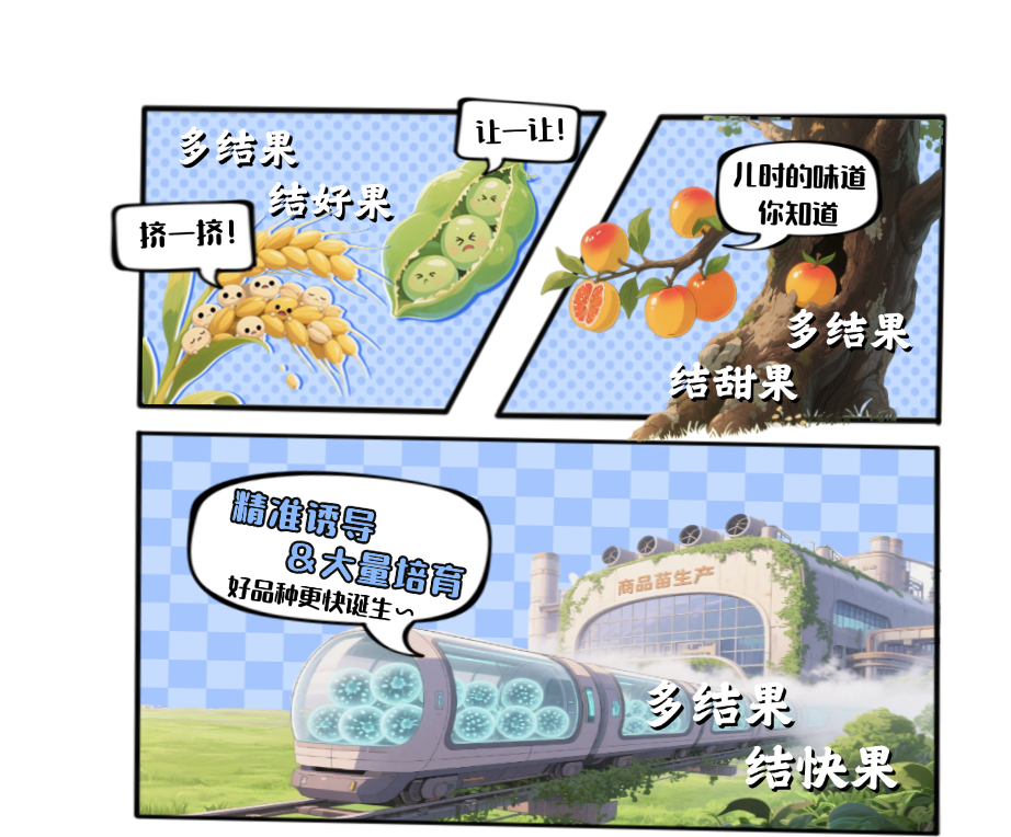 【大国粮策】植物生长的“主开关”：干细胞如何掌控开花结果？