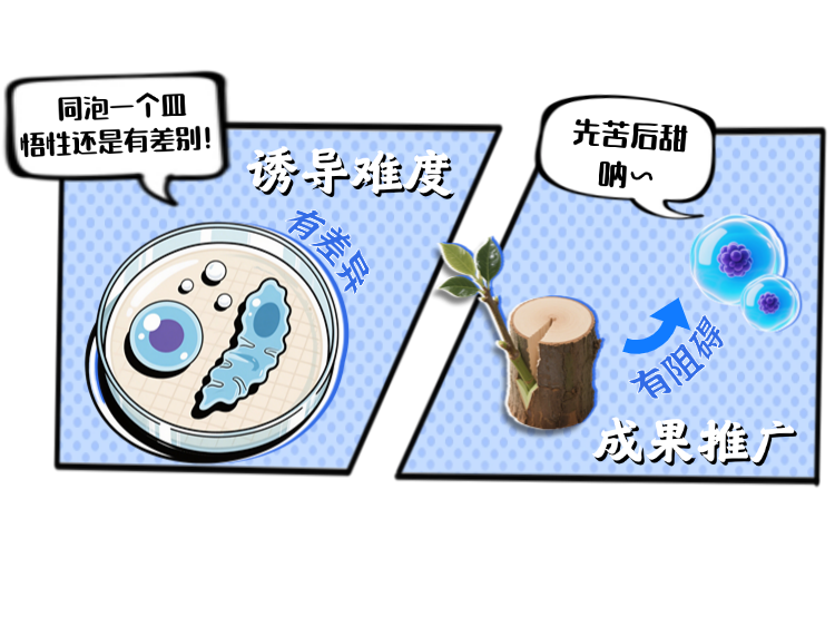 【大国粮策】植物生长的“主开关”：干细胞如何掌控开花结果？