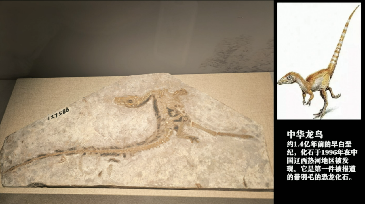 科普慕课｜揭秘恐龙生命的“演化规律”