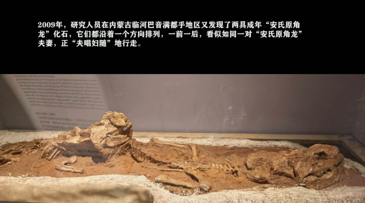 科普慕课｜揭秘恐龙生命的“演化规律”