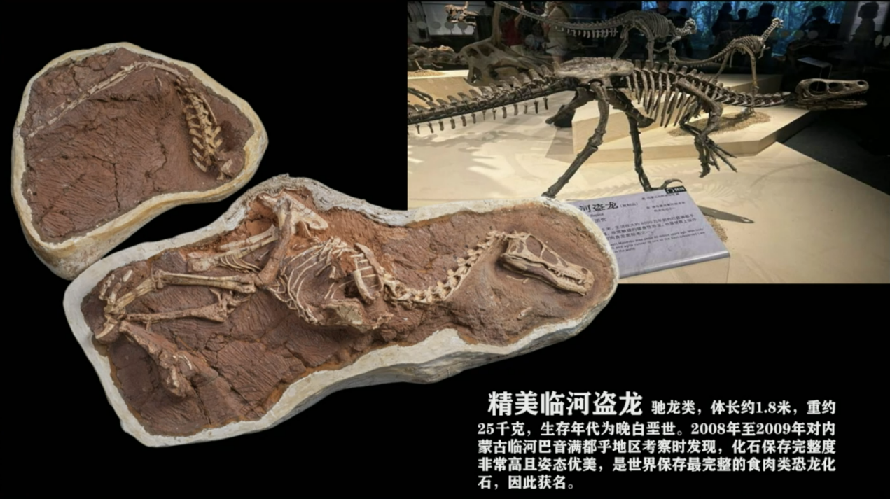 科普慕课｜揭秘恐龙生命的“演化规律”