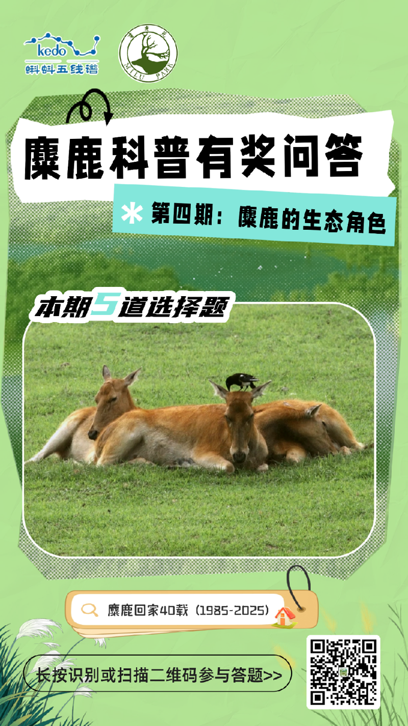 解码湿地 “生态卫士”！蝌蚪五线谱麋鹿科普问答第四期上线