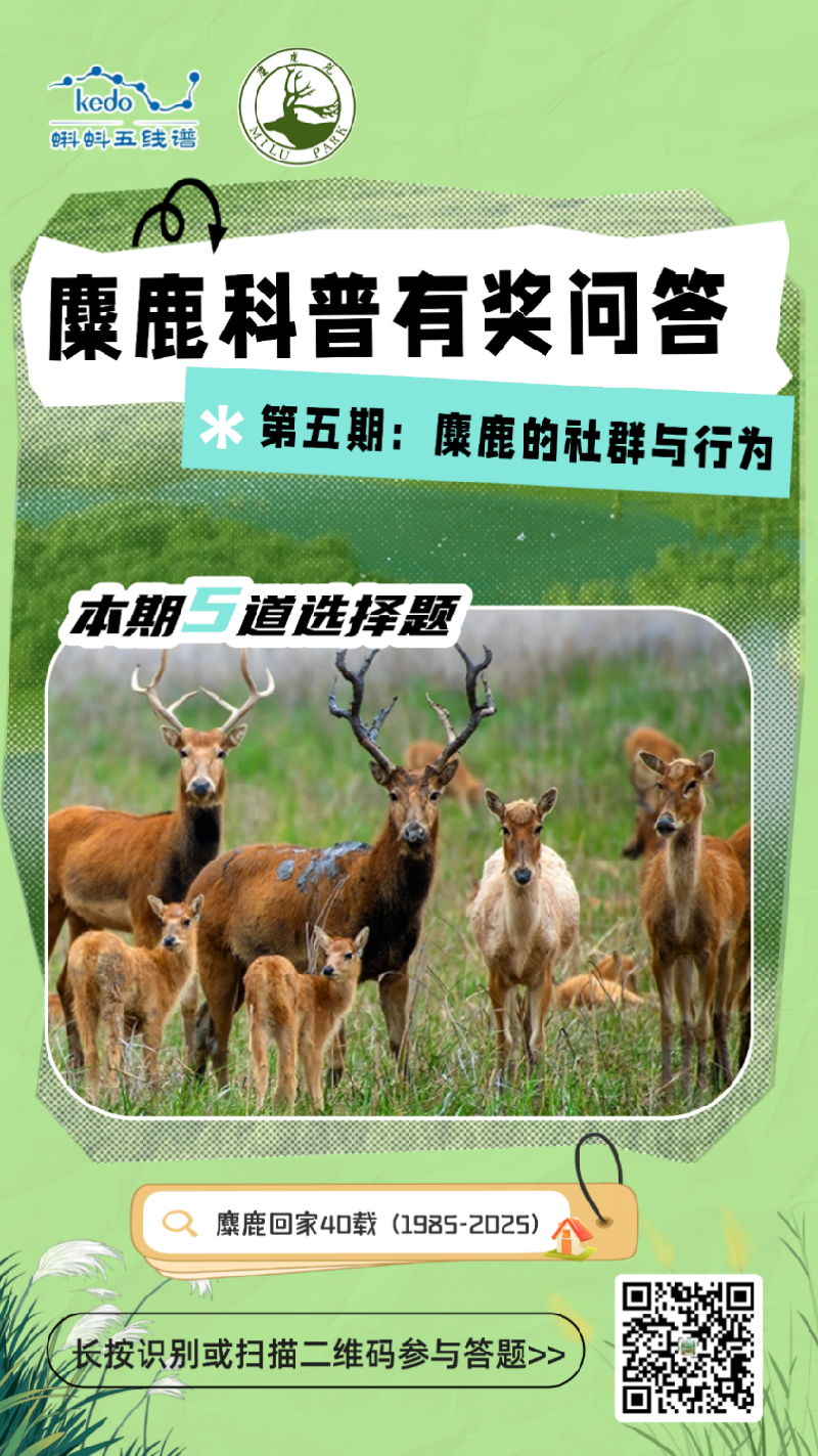 围观麋鹿 “生存日常”！蝌蚪五线谱麋鹿科普问答第五期欢乐上线