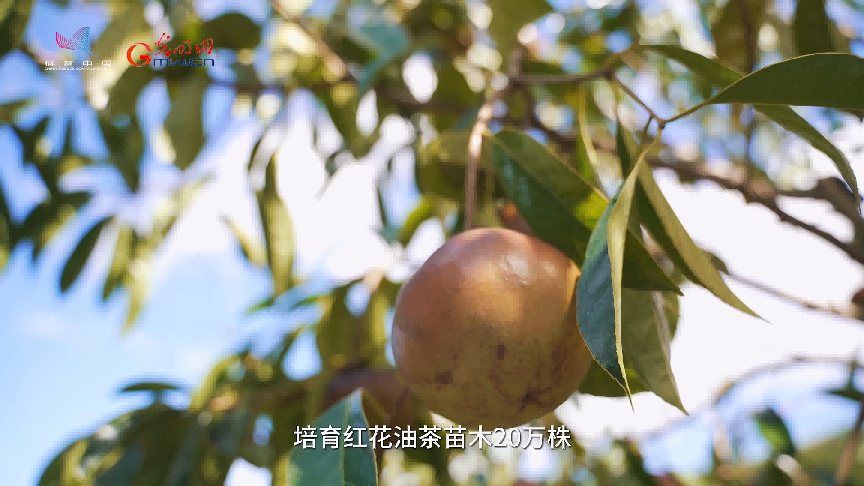 科技小院让红花油茶开出“致富花”