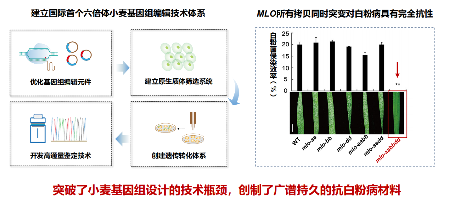 ​基因编辑攻克白粉病难题，让小麦抗病又高产
